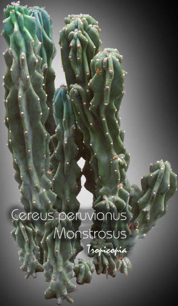 Cactus & Succulent - Cereus peruvianus Monstrosus - Monster cactus